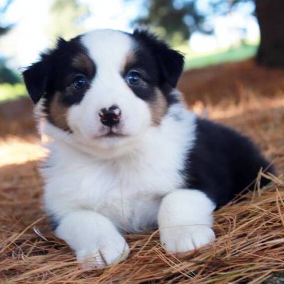 Max