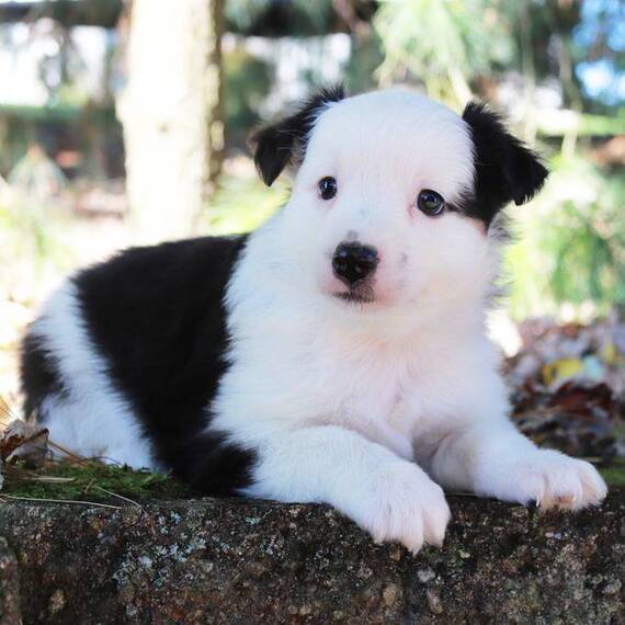 Toby