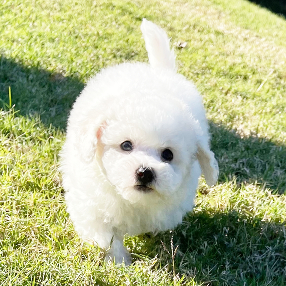 Stella