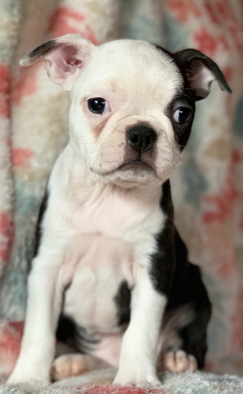 Oreo