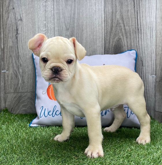 Romeo