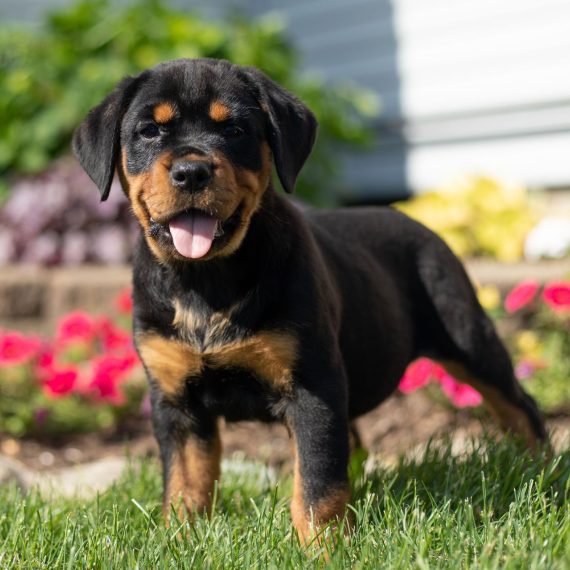 Ernest