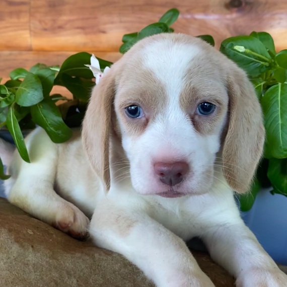 Rosie