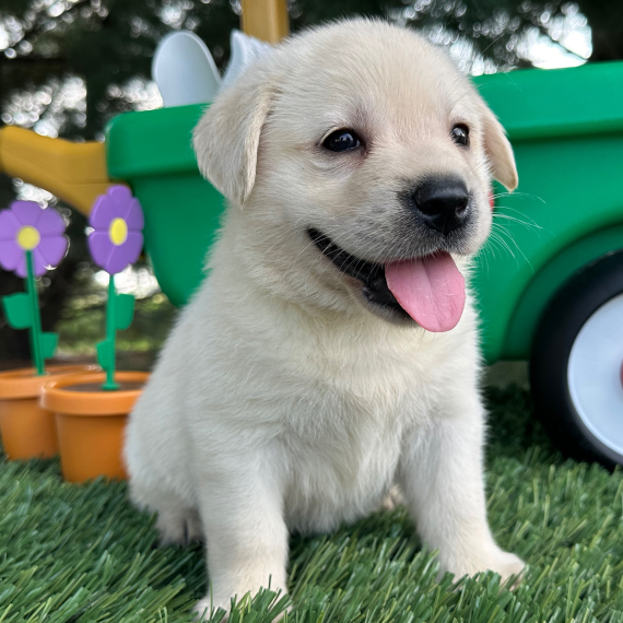 Gracie