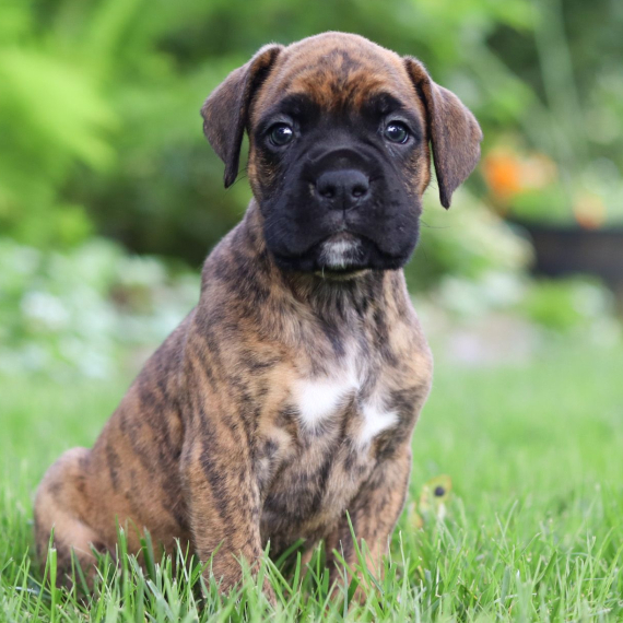 Buster