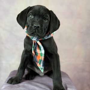 Cane Corso