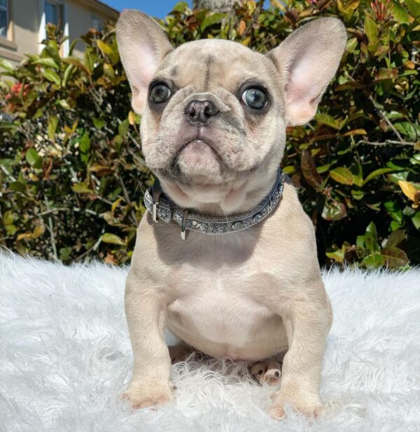 Ozzy