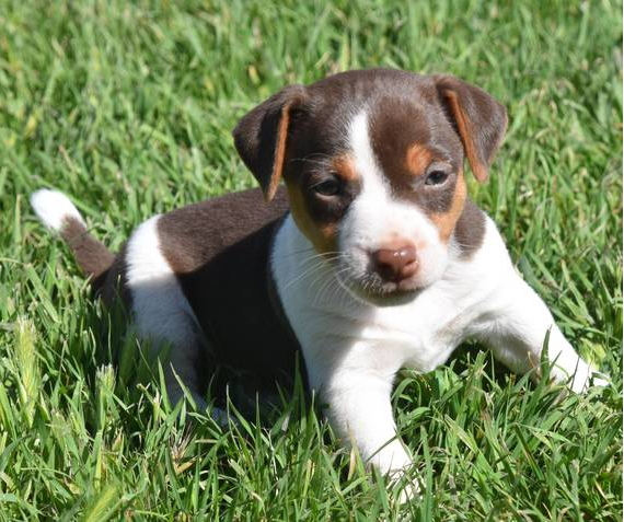Tootsie