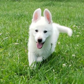 Aspen.jpg
