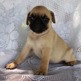 Lucy-1.jpg
